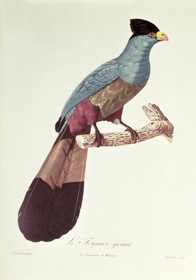 Grande turaco da Jacques Barraband